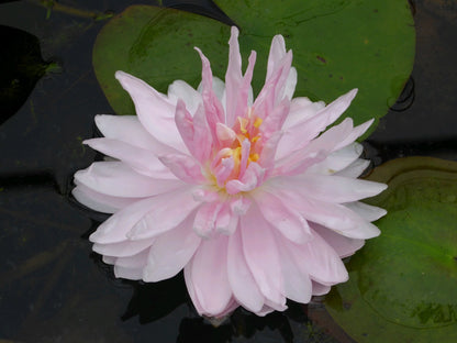 Nymphaea 'Gloire de Temple Sur Lot' Pink Waterlily - 3 Litre Pot