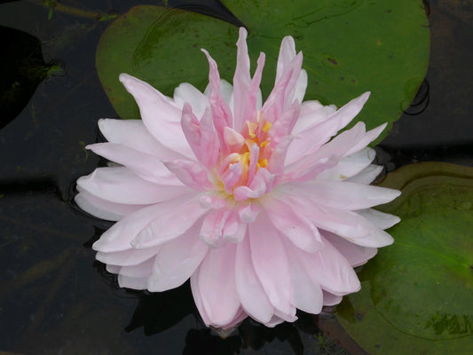 Nymphaea 'Gloire de Temple Sur Lot' Pink Waterlily - 3 Litre Pot