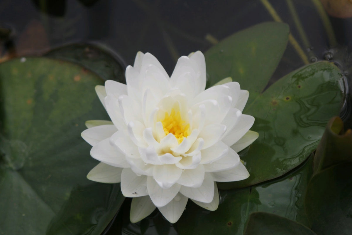 Nymphaea Gonnere White Water Lily