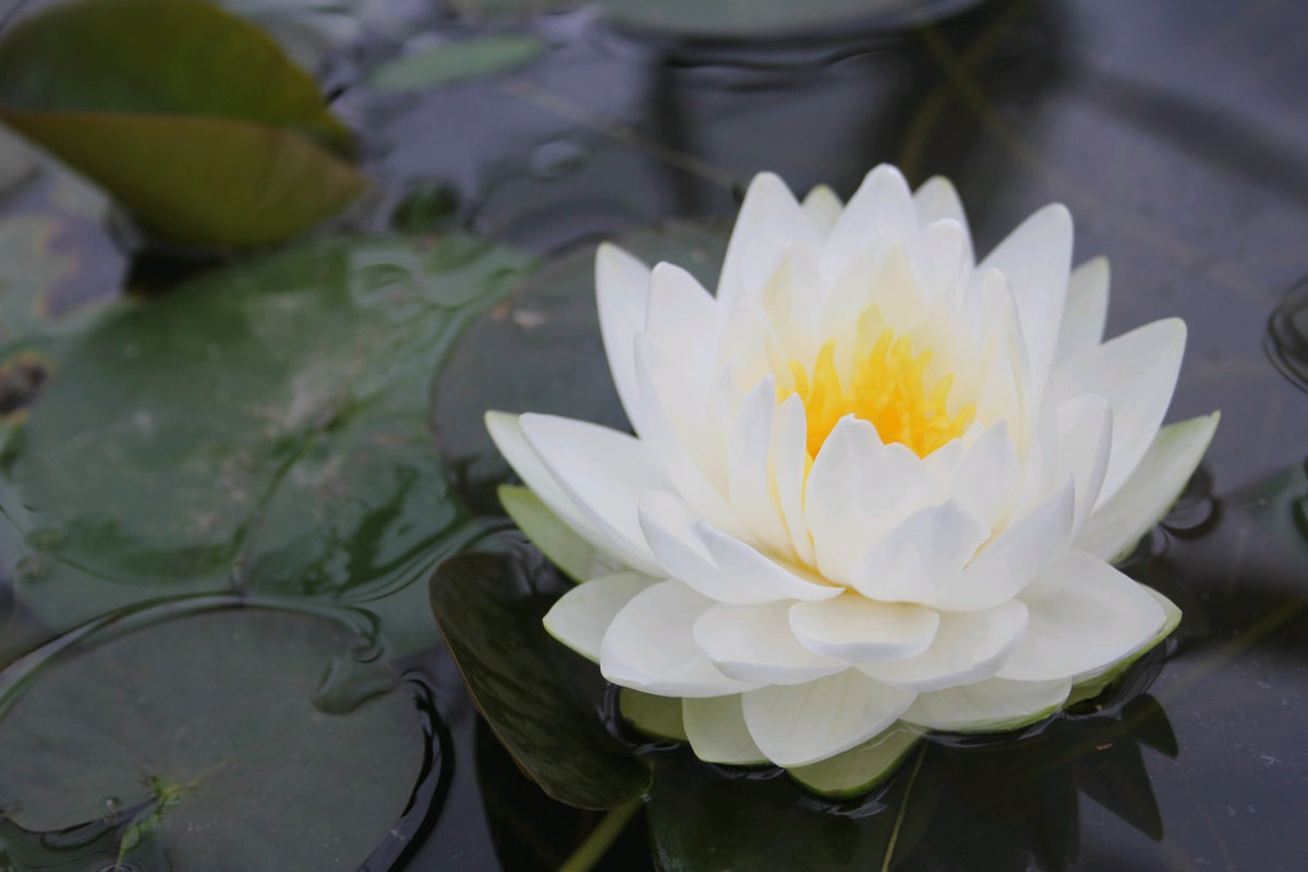 Nymphaea Gonnere White Water Lily