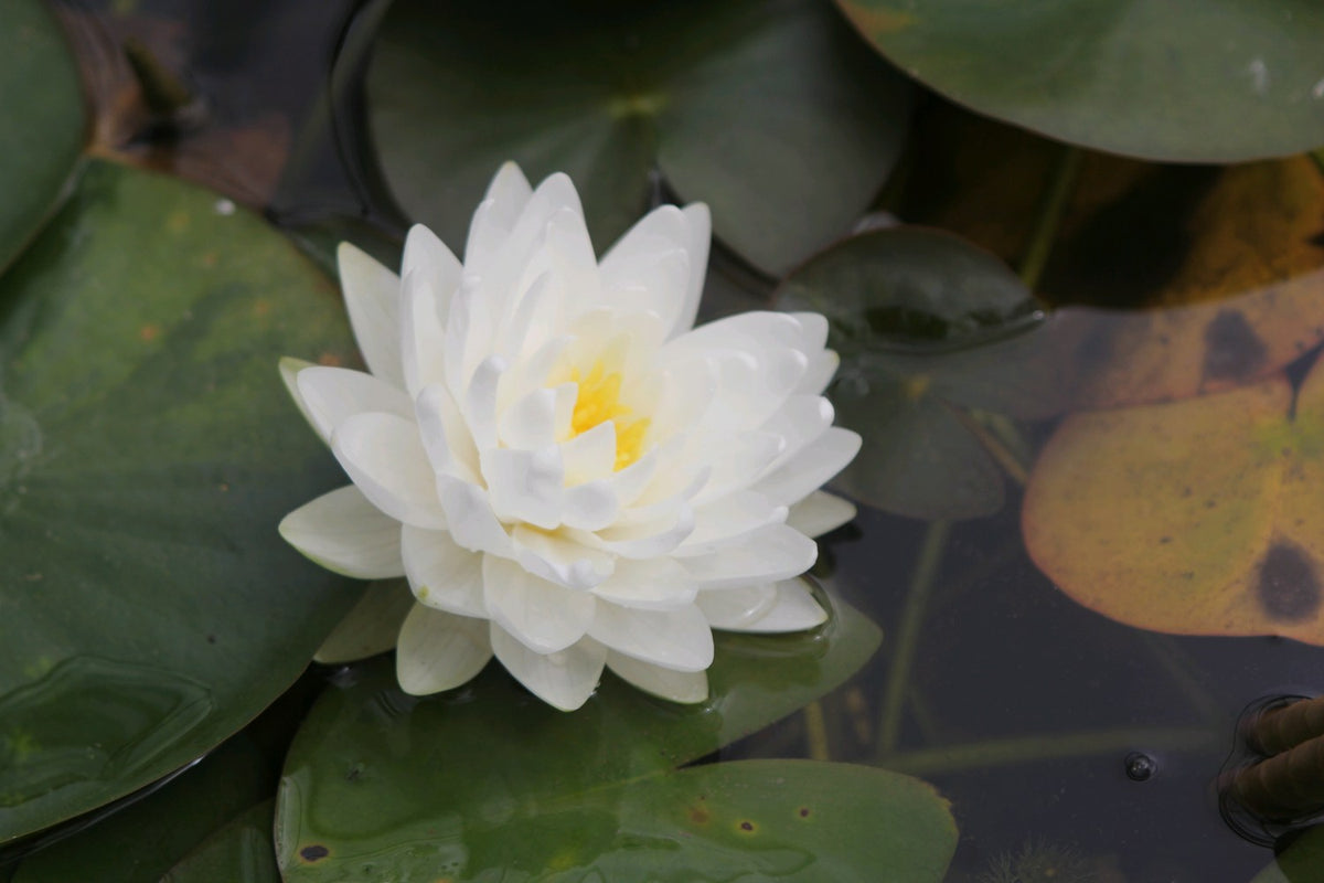 Nymphaea Gonnere White Water Lily