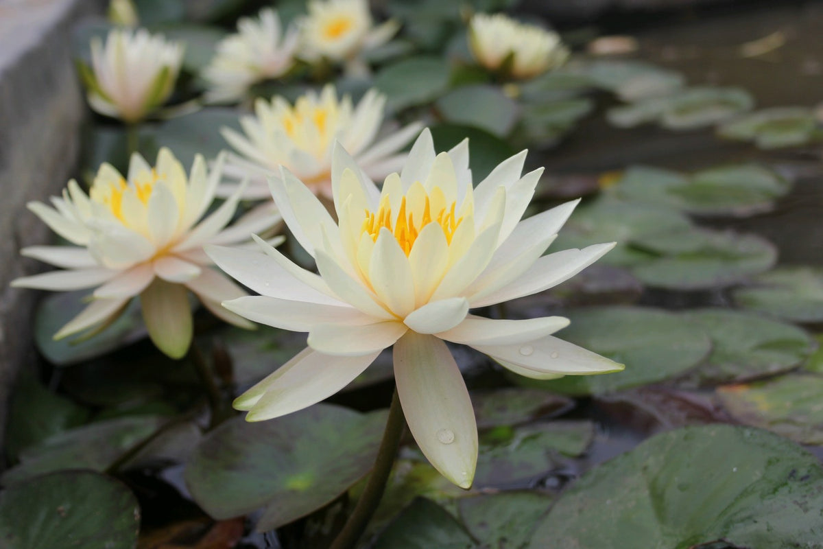 Nymphaea Inner Light Pond Water Lily - 3 Litre Potted Plant