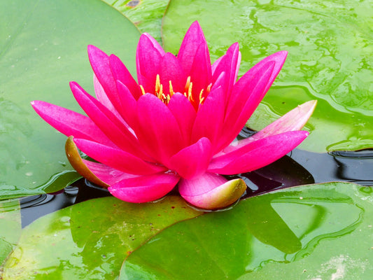 Nymphaea James Brydon Water Lily - 3 Litre Pond Plant