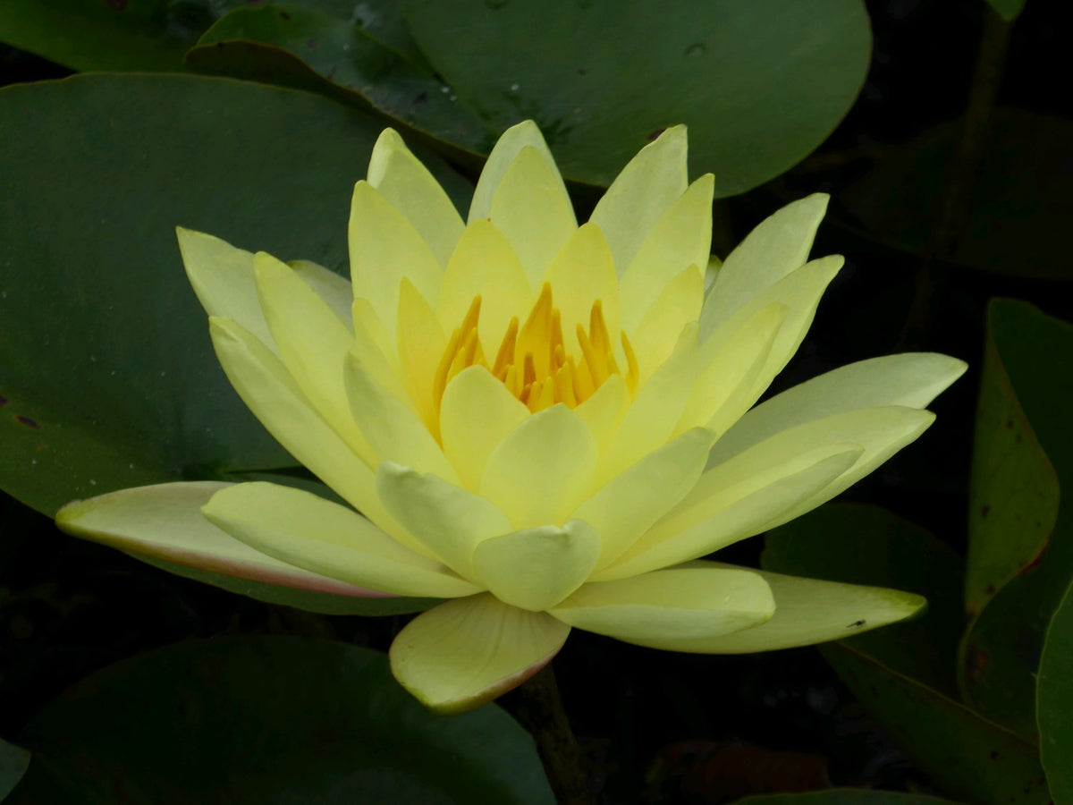 Nymphaea Joey Tomocik Water Lily, 3 Litre Pot