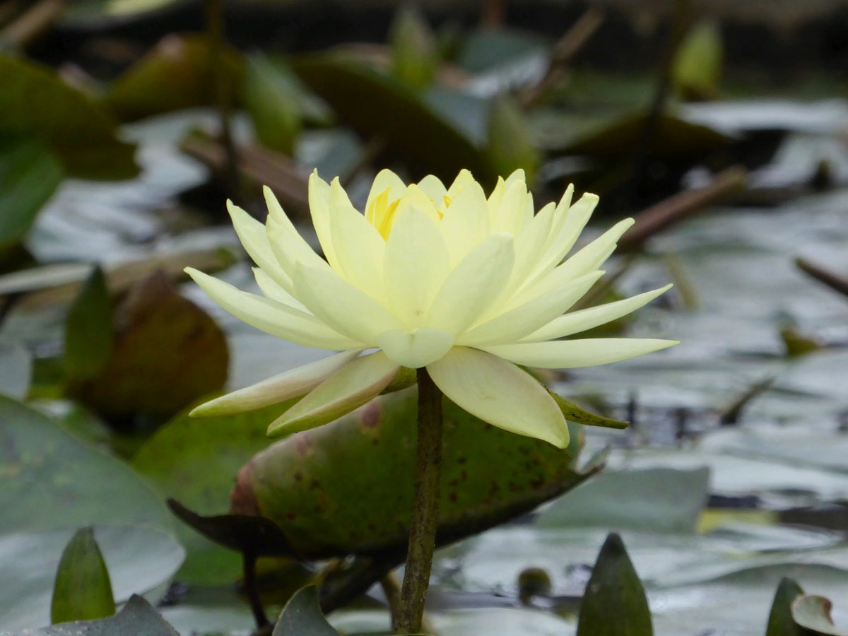 Nymphaea Joey Tomocik Water Lily, 3 Litre Pot