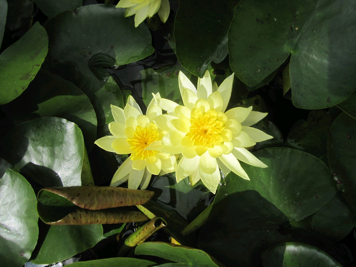 Nymphaea Joey Tomocik Water Lily, 3 Litre Pot