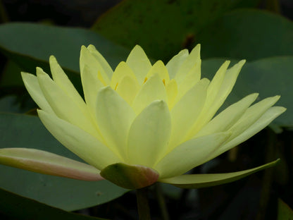 Nymphaea Joey Tomocik Water Lily, 3 Litre Pot