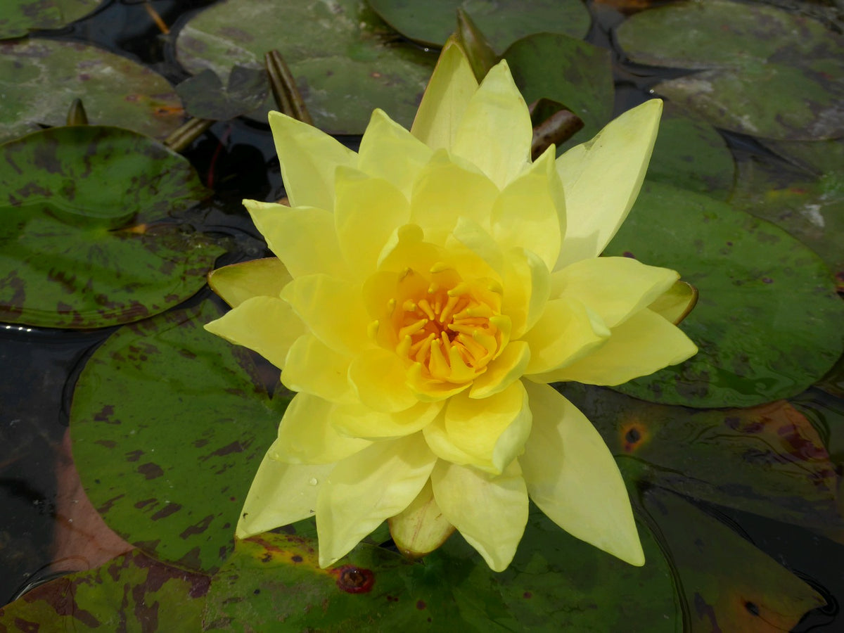 Nymphaea Lemon Mist Water Lily (3 Litre)