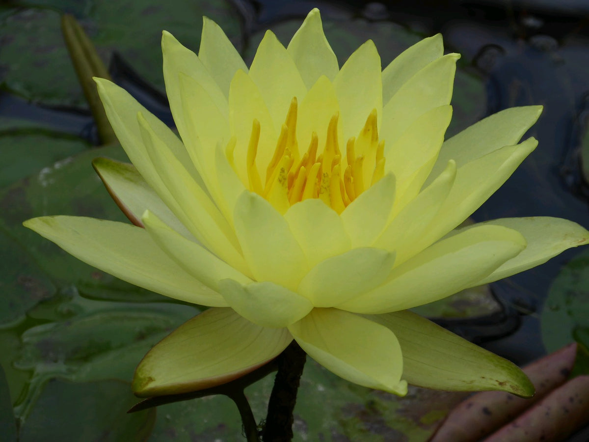 Nymphaea Lemon Mist Water Lily (3 Litre)