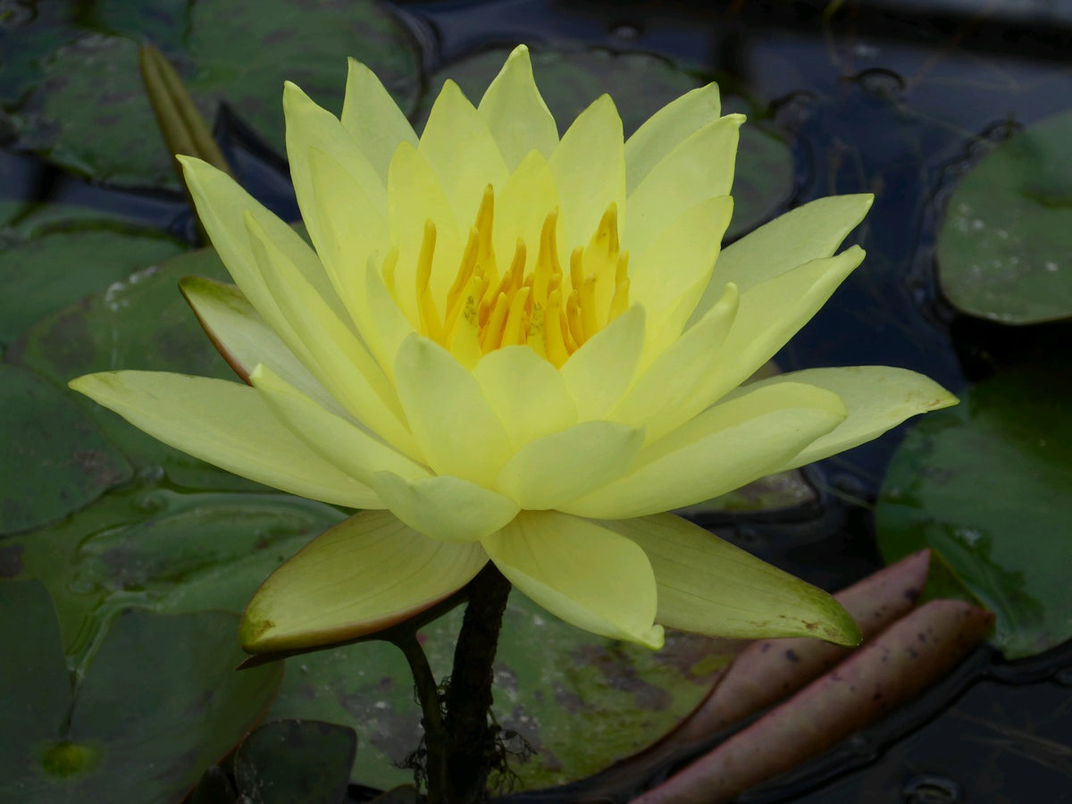 Nymphaea Lemon Mist Water Lily (3 Litre)