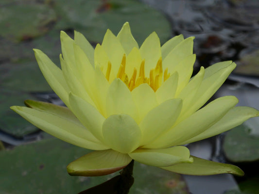 Nymphaea Lemon Mist Water Lily (3 Litre)