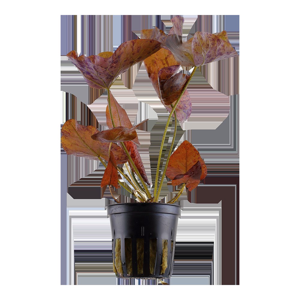 Nymphaea lotus Potted Aquarium Plant — Potted