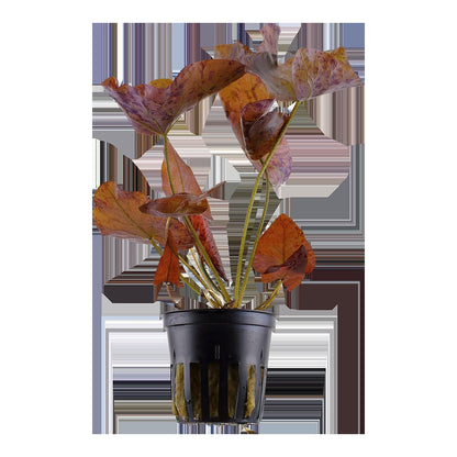 Nymphaea lotus Potted Aquarium Plant — Potted