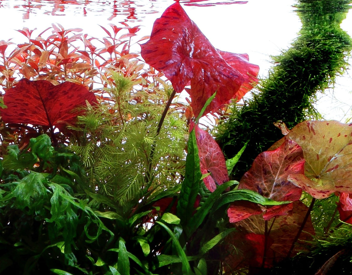 Nymphaea lotus Potted Aquarium Plant — Potted