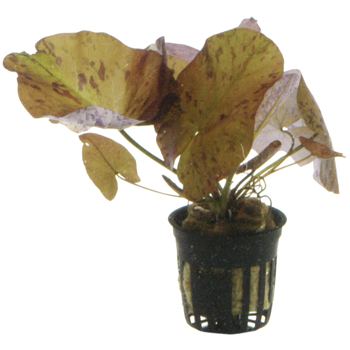 Nymphaea lotus Potted Aquarium Plant — Potted