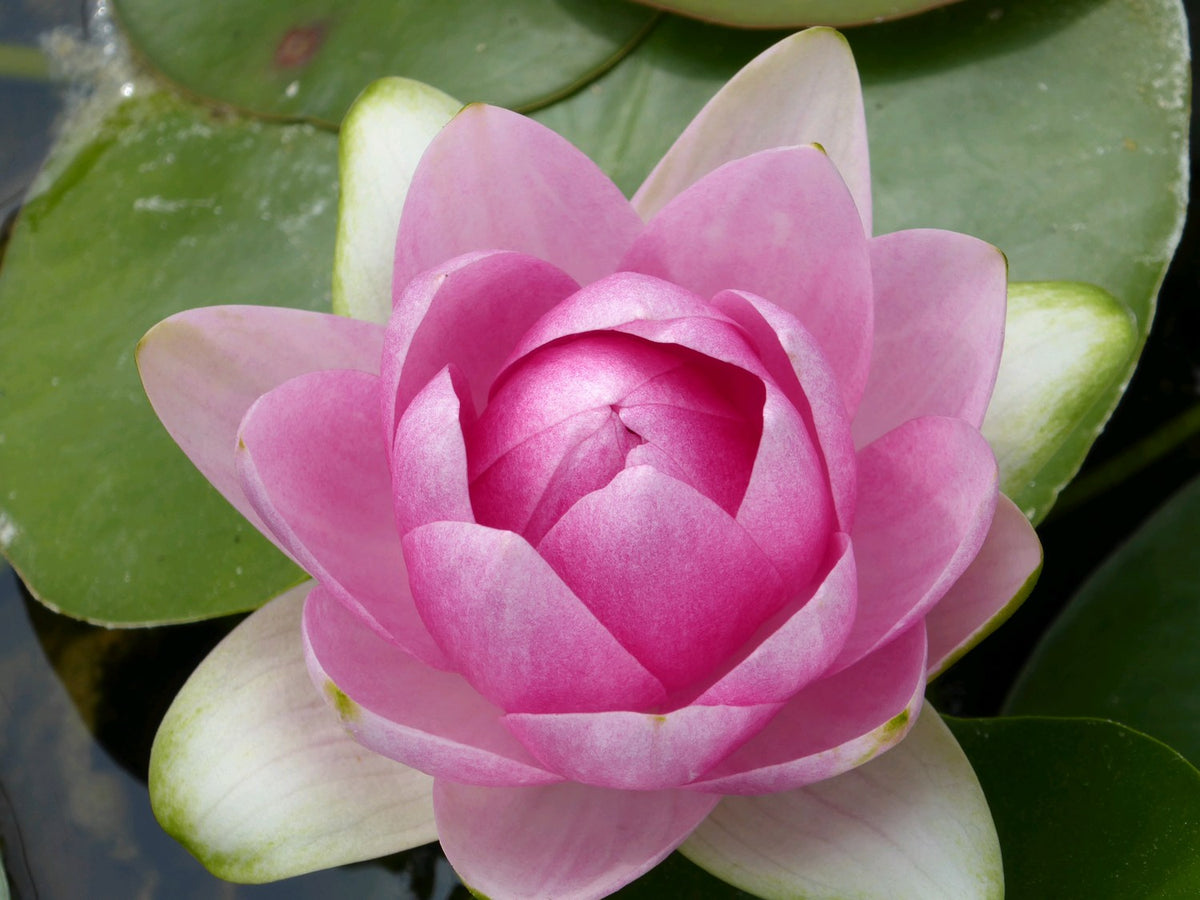 Nymphaea Madame Wilfron Gonnere Water Lily