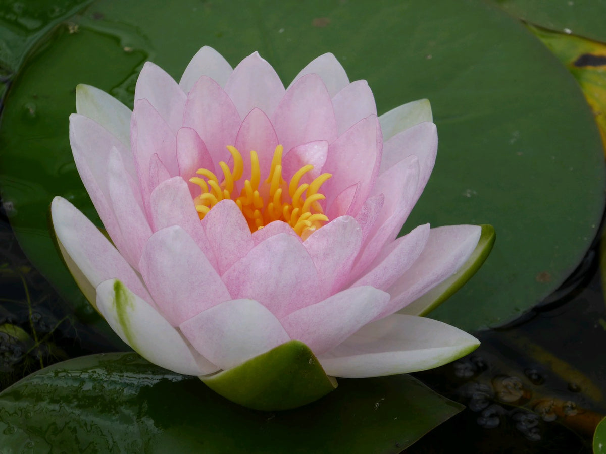 Nymphaea Madame Wilfron Gonnere Water Lily