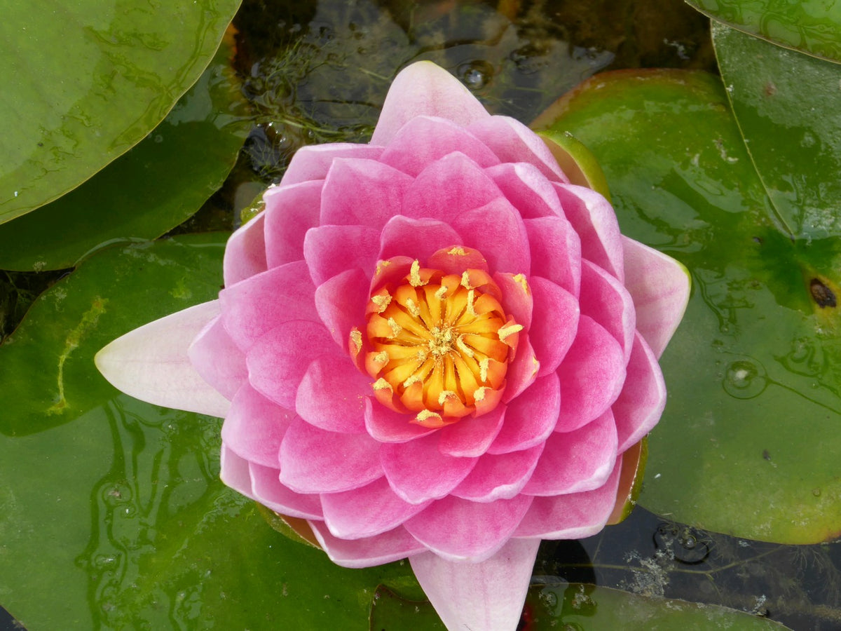 Nymphaea Madame Wilfron Gonnere Water Lily