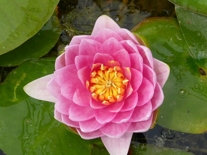Nymphaea Madame Wilfron Gonnere Water Lily