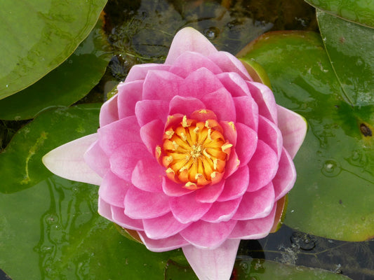 Nymphaea Madame Wilfron Gonnere Water Lily