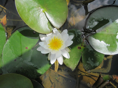 Nymphaea Marliacea Albida White Water Lily (3 Litre Pot)