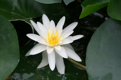 Nymphaea Marliacea Albida White Water Lily (3 Litre Pot)