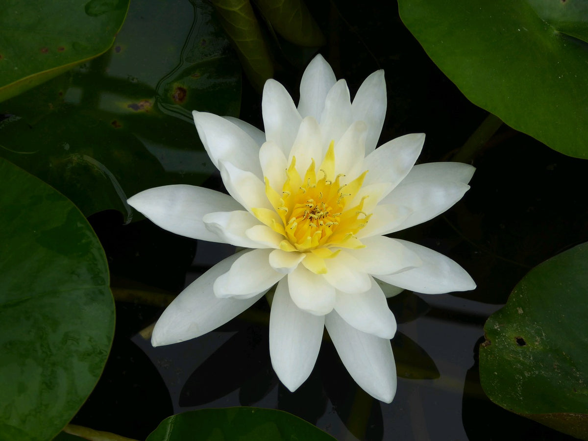 Nymphaea Marliacea Albida White Water Lily (3 Litre Pot)