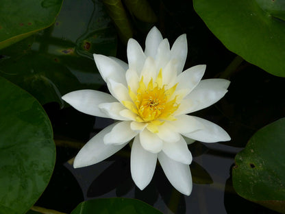 Nymphaea Marliacea Albida White Water Lily (3 Litre Pot)