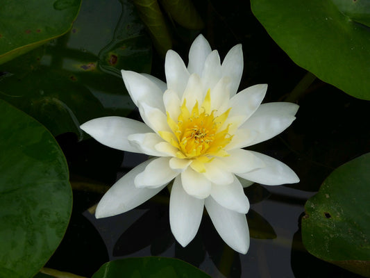 Nymphaea Marliacea Albida White Water Lily (3 Litre Pot)