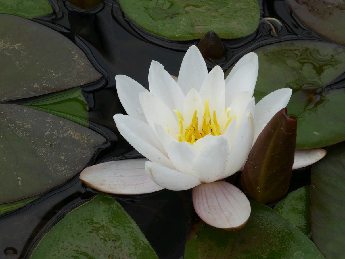 Nymphaea Marliacea Carnea Water Lily