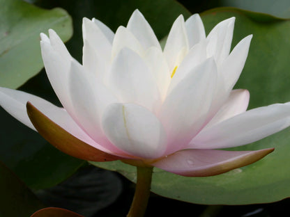 Nymphaea Marliacea Carnea Water Lily