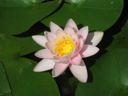 Nymphaea Marliacea Carnea Water Lily