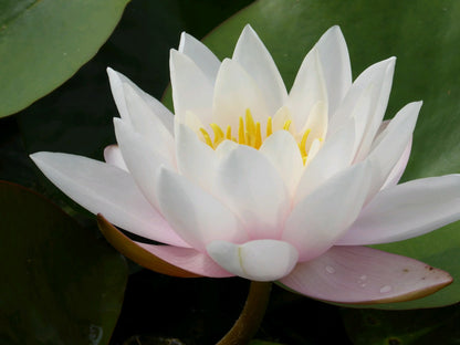 Nymphaea Marliacea Carnea Water Lily