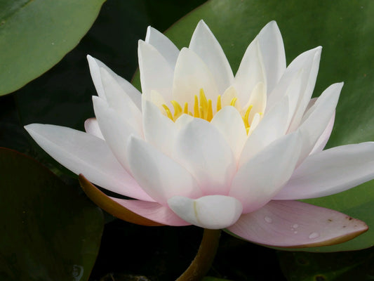 Nymphaea Marliacea Carnea Water Lily
