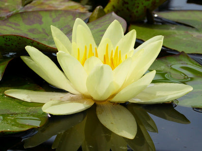 Nymphaea Marliacea Chromatella Water Lily