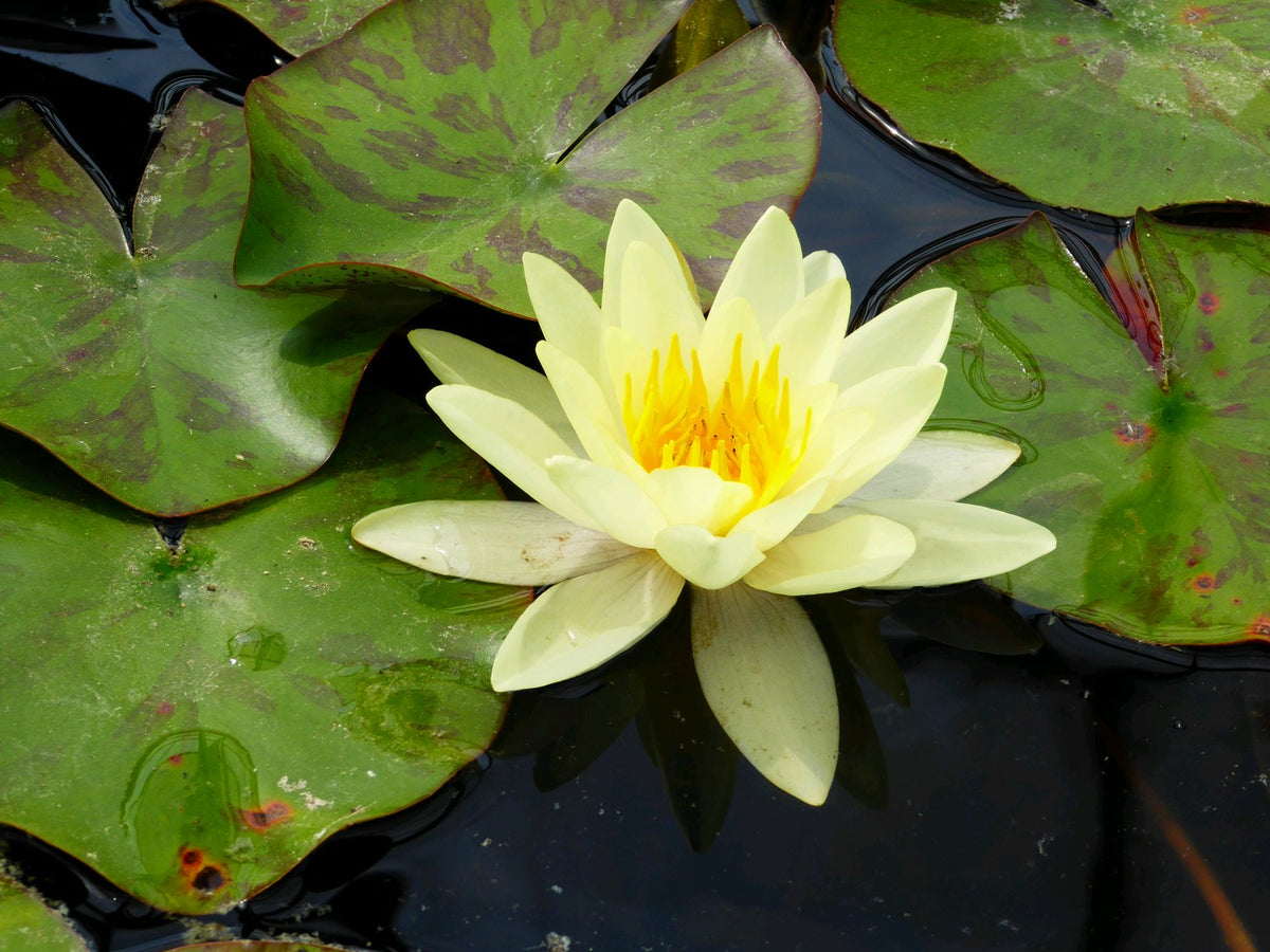 Nymphaea Marliacea Chromatella Water Lily