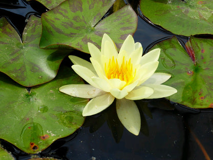 Nymphaea Marliacea Chromatella Water Lily