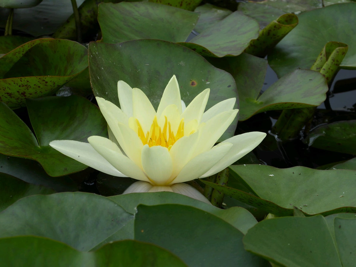 Nymphaea Marliacea Chromatella Water Lily