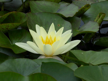 Nymphaea Marliacea Chromatella Water Lily