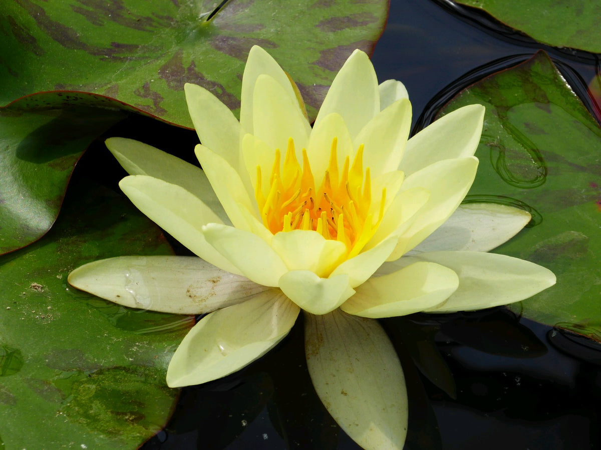 Nymphaea Marliacea Chromatella Water Lily