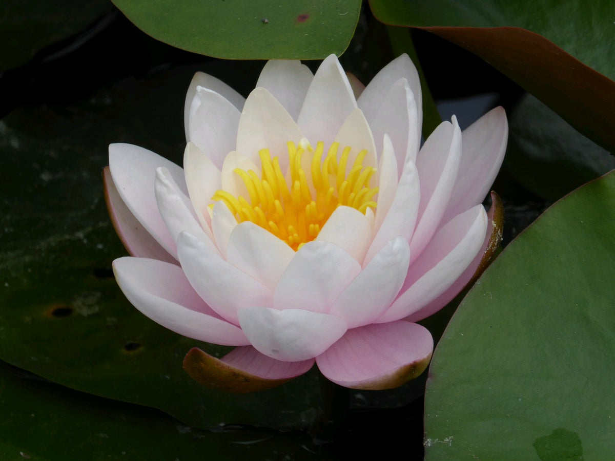 Nymphaea Marliacea Rosea Pink Water Lily (3 Litre)