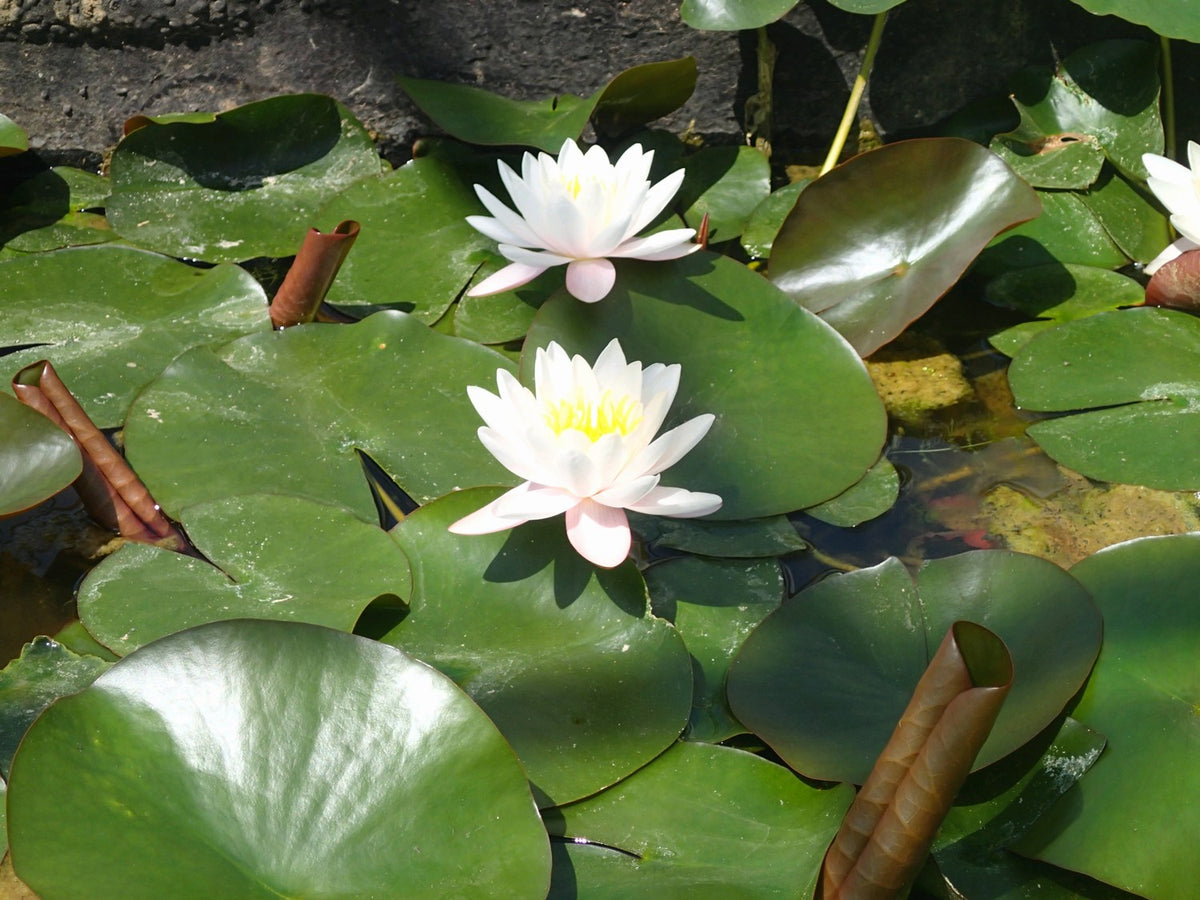 Nymphaea Marliacea Rosea Pink Water Lily (3 Litre)