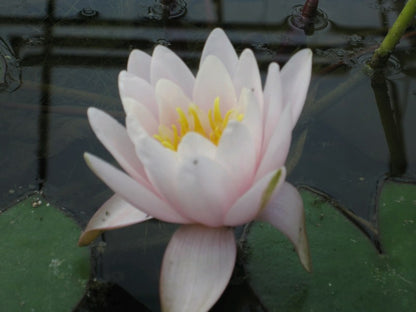 Nymphaea Marliacea Rosea Pink Water Lily (3 Litre)