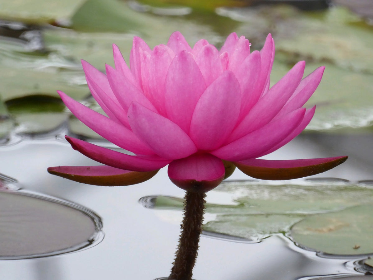 Nymphaea Mayla Pink Water Lily (3 Litre Pot)