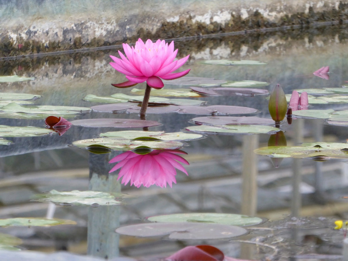 Nymphaea Mayla Pink Water Lily (3 Litre Pot)