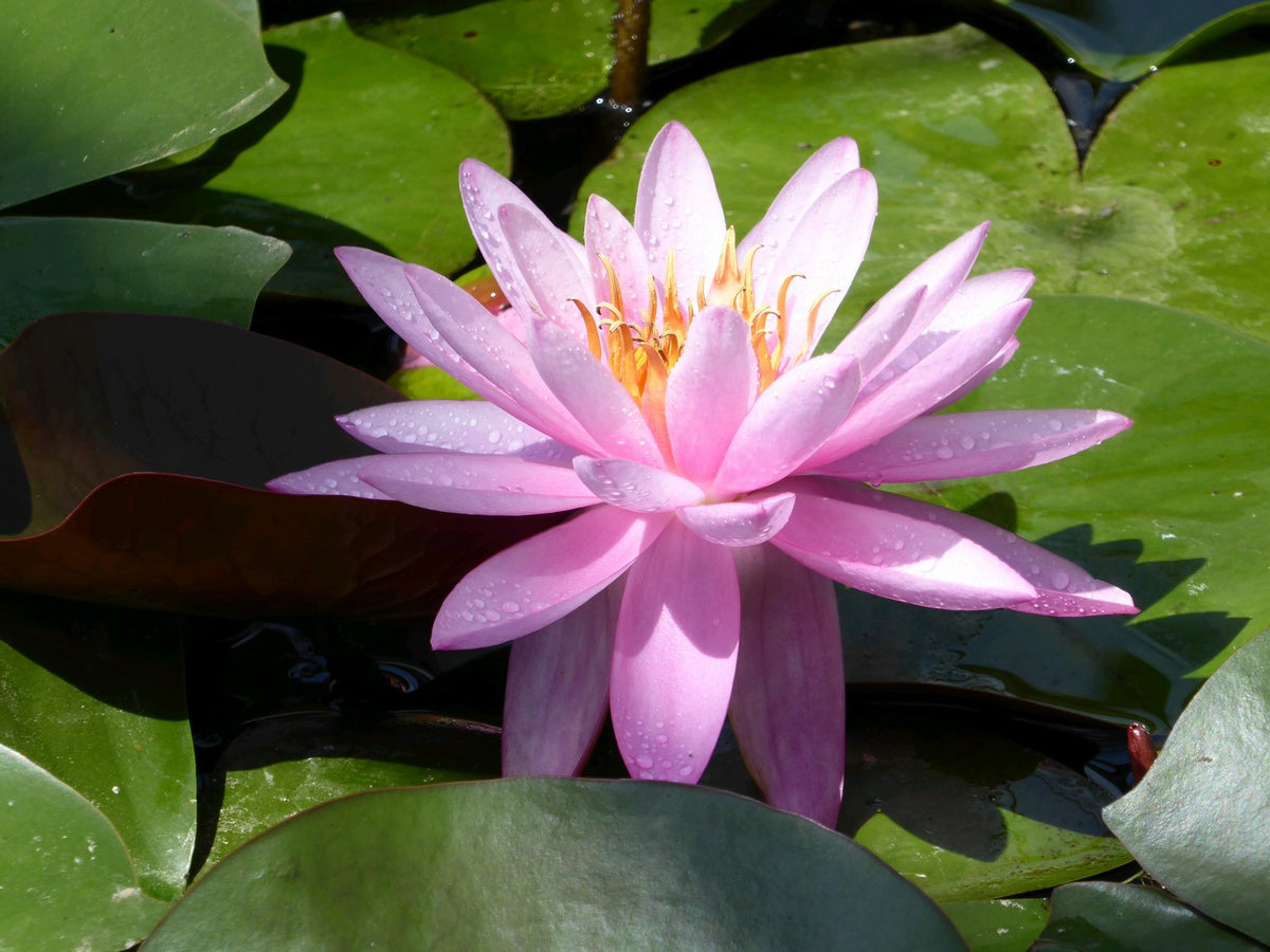 Nymphaea Mayla Pink Water Lily (3 Litre Pot)