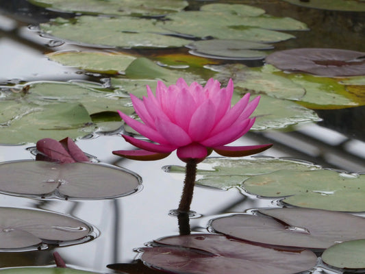 Nymphaea Mayla Pink Water Lily (3 Litre Pot)
