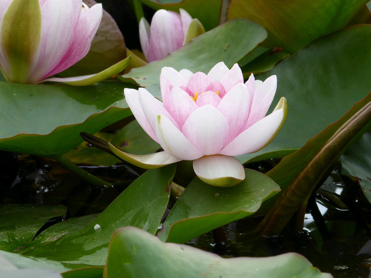 Nymphaea Mrs Richmond Water Lily (3 Litre)