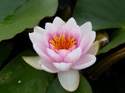 Nymphaea Mrs Richmond Water Lily (3 Litre)