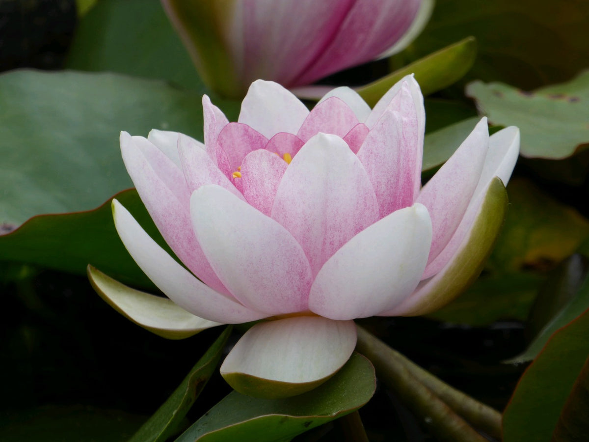 Nymphaea Mrs Richmond Water Lily (3 Litre)